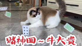 娱乐吃猫瓜