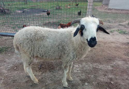 娱乐吃瓜酱外婆养大的羊羊长啥样